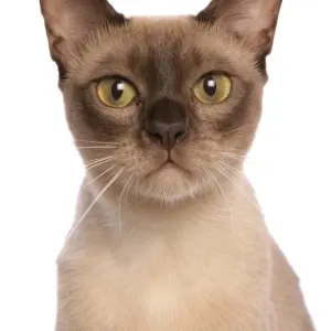 Burmese Cat Close-up Print Burmese Cat Close-up Print