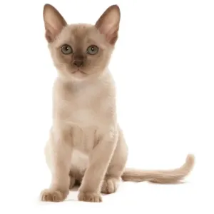 : Kittens