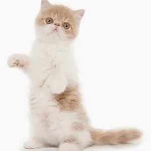 Domestic Cat Exotic Shorthair Print Domestic Cat Exotic Shorthair Print