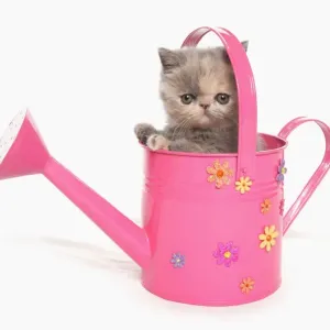 Domestic Cat, Exotic Shorthair, kitten, sitting in pink watering can Domestic Cat, Exotic Shorthair, kitten, sitting in pink watering can