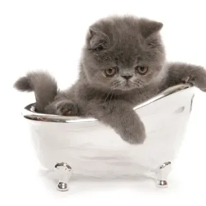 Blue Exotic Shorthair kitten in toy bath print Blue Exotic Shorthair kitten in toy bath print
