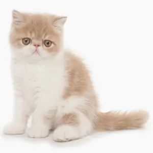 Cream and White Exotic Shorthair Kitten Print Cream and White Exotic Shorthair Kitten Print