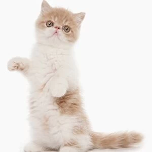 Domestic Cat, Exotic Shorthair, cream and white kitten, standing on hind legs