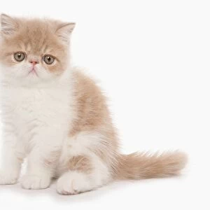 Domestic Cat, Exotic Shorthair, cream and white kitten, sitting