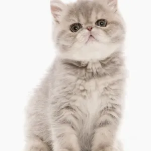 Domestic Cat, Exotic Shorthair, kitten, sitting Domestic Cat, Exotic Shorthair, kitten, sitting