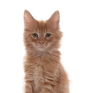 Domestic Cat, Ginger Maine Coon, kitten, sitting