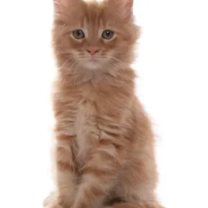 Ginger Maine Coon Kitten Print Ginger Maine Coon Kitten Print