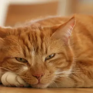 Ginger Tabby Domestic Cat Print Ginger Tabby Domestic Cat Print