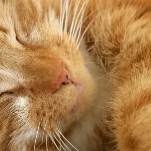 : Domestic Cats
