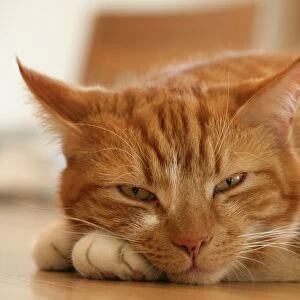 Domestic Cat, ginger tabby, adult male, resting, close-up of head, England, march