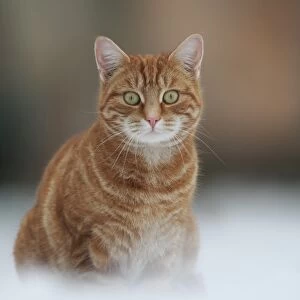 Domestic Cat, ginger tabby, adult, sitting in snow, Sheffield, South Yorkshire, England, winter