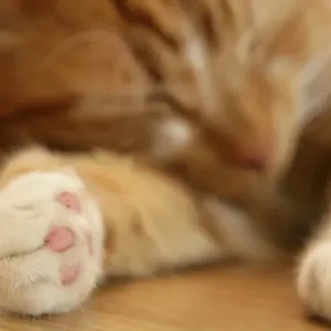 Ginger Tabby Cat Print Ginger Tabby Cat Print