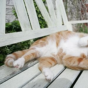 Domestic Cat, ginger and white tabby, adult, rolling on garden bench, England, april