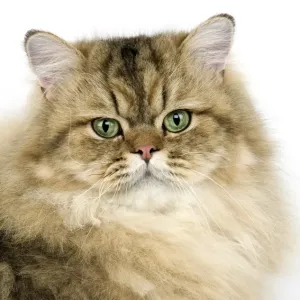 Golden Persian Domestic Cat Print Golden Persian Domestic Cat Print