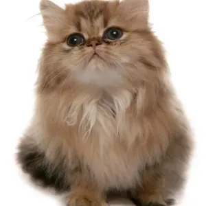 Domestic Cat, Golden Persian, kitten, sitting Domestic Cat, Golden Persian, kitten, sitting