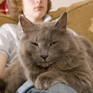 Domestic Cat, grey adult, laying on lap of teenage boy sitting on sofa, England