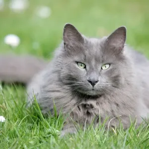 Grey Domestic Cat Print, England, March Grey Domestic Cat Print, England, March