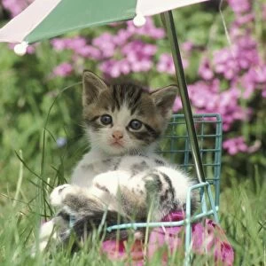 Domestic Cat, kitten sitting on miniature sun lounger under umbrella in garden
