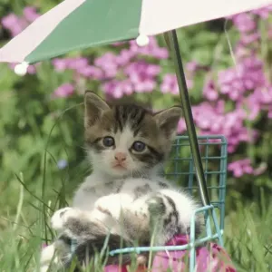 Prints of : Kittens