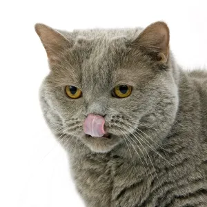 Domestic Cat, Lilac Self British Shorthair, adult female, licking nose, close-up of head Domestic Cat, Lilac Self British Shorthair, adult female, licking nose, close-up of head
