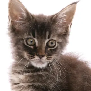 Domestic Cat, Maine Coon, kitten, close-up of head Domestic Cat, Maine Coon, kitten, close-up of head