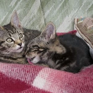 Domestic Cat, male and female tabby kittens, grooming and resting together, Scotland, march