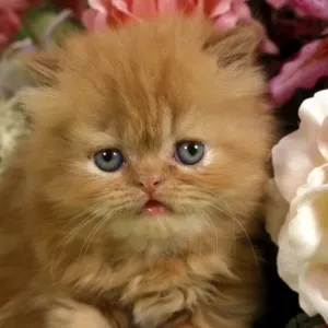 Persian Ginger Kitten Print Persian Ginger Kitten Print