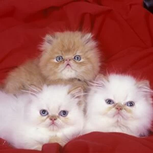 Domestic Cat, Persian, three kittens