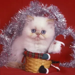 Gato doméstico persa enano blanco con decoraciones navideñas Gato doméstico persa enano blanco con decoraciones navideñas