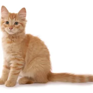 Red Siberian Tabby Kitten Print Red Siberian Tabby Kitten Print