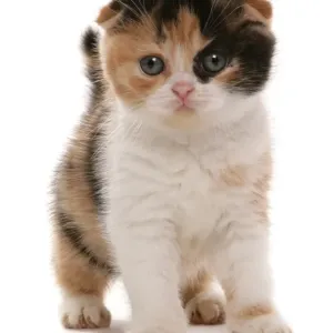 Red White and Black Scottish Fold Kitten Print Red White and Black Scottish Fold Kitten Print