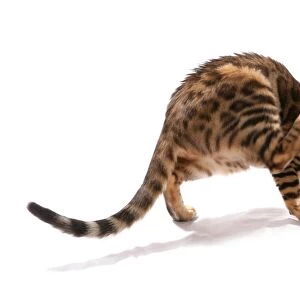Domestic Cat, Rosetted Bengal, adult, scratching head with hind paw