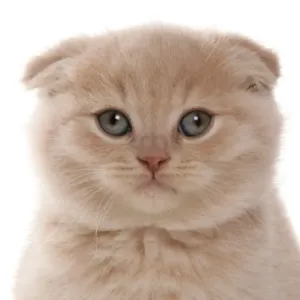 Scottish Fold Cream Kitten Print Scottish Fold Cream Kitten Print