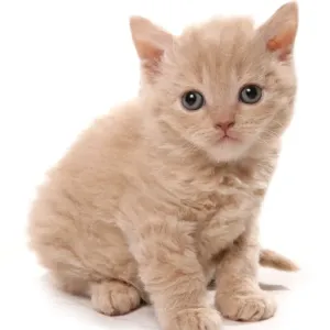 Domestic Cat, Selkirk Rex, kitten, sitting Domestic Cat, Selkirk Rex, kitten, sitting