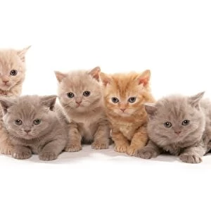 Domestic Cat, Selkirk Rex, five kittens, sitting