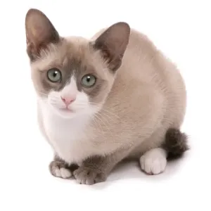Domestic Cat, Snowshoe kitten sitting Print Domestic Cat, Snowshoe kitten sitting Print