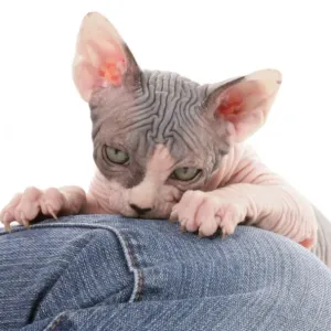 Sphynx Kitten Print Sphynx Kitten Print