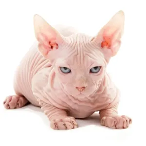 Sphynx Kitten Print Sphynx Kitten Print