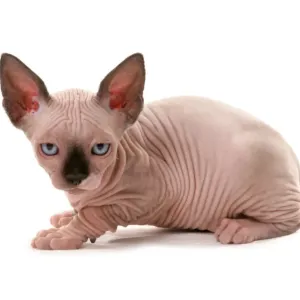 Sphynx Kitten Print Sphynx Kitten Print