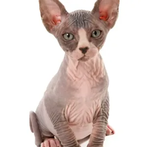 Sphynx Kitten Print Sphynx Kitten Print