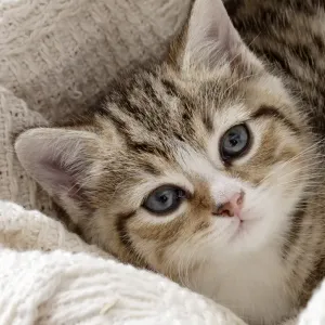 Domestic Cat, tabby-and-white kitten, laying on blanket, close-up of head, England Domestic Cat, tabby-and-white kitten, laying on blanket, close-up of head, England