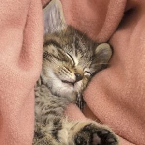 Domestic Cat, tabby kitten asleep in blanket