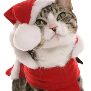 : Christmas