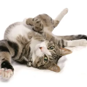 Tabby Cat Rolling Print Tabby Cat Rolling Print