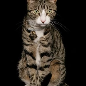 Domestic Cat, tabby and white, adult female, sitting, with collar and bells