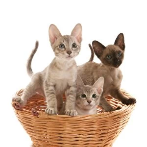 Domestic Cat, Tonkinese, blue tabby mink, three male kittens, in basket