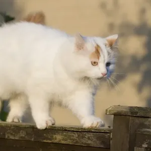 Turkish Van Domestic Cat Print Turkish Van Domestic Cat Print