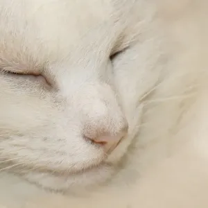 White Domestic Cat Close-up Print White Domestic Cat Close-up Print