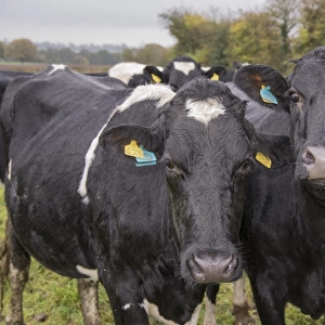 Domestic Cattle, A2 Holstein cows (A2 milk is becoming popular as an alternative to milk with A1 beta casein to which)