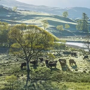 Domestic Cattle, Aberdeen Angus beef herd, backlit on pasture in early morning, Glen Shee, Cairngorms N. P